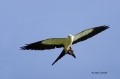 Elanoides-forficatus;Kite;Flight;Swallow-tailed-Kite;Birds-of-Prey;curved-beak;h